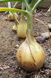 Cebola Texas ORGÂNICO: 50 Sementes