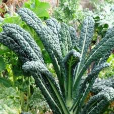 Couve Toscana ORGÂNICO (Kale): 50 Sementes