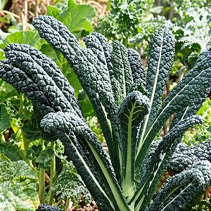 Couve Toscana ORGÂNICO (Kale): 50 Sementes