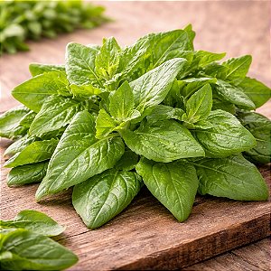 Espinafre Nova Zelândia: 10 Sementes