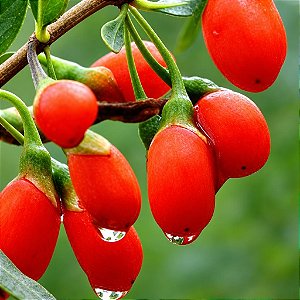 Goji Berry: 20 Sementes