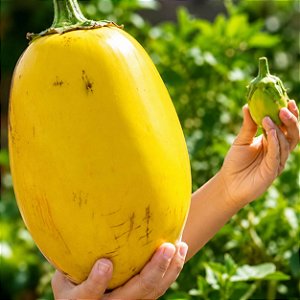 Jiló Gigante: 50 Sementes
