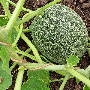 Melão Planters Jumbo: 10 Sementes