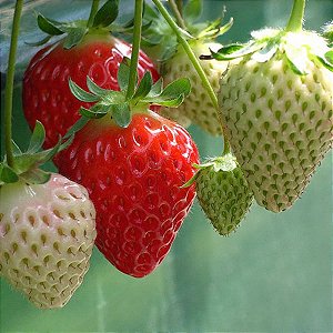 Morango Sensação - Fragaria vesca - 20 Sementes