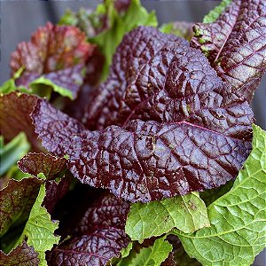 Mostarda Roxa: 50 Sementes