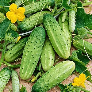 Pepino Calypso ORGÂNICO: 10 Sementes
