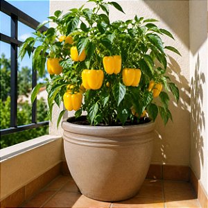 Pimentão Amarelo: 20 Sementes
