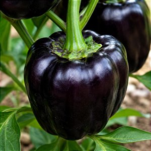 Pimentão Black: 10 Sementes