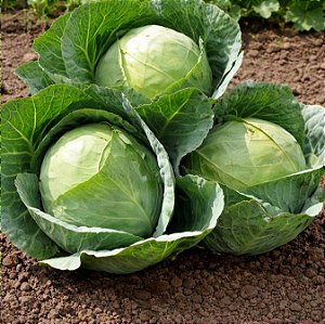 Repolho Todo Ano ORGÂNICO: 50 Sementes