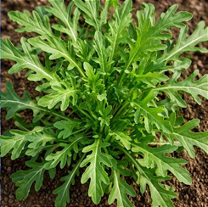 Rúcula Rokita: 50 Sementes