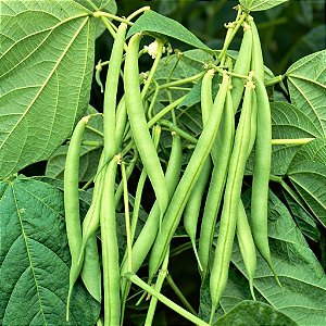 Vagem: 5 Sementes