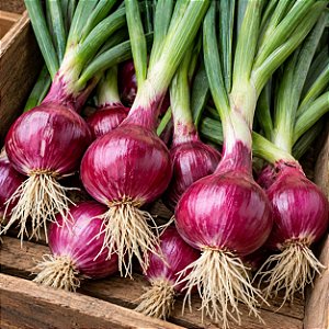 Cebola Ruby Red: 50 Sementes