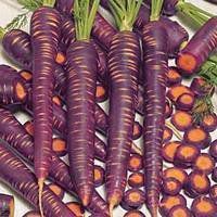 Cenoura Roxa Cosmic Purple: 50 Sementes
