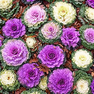 Couve Ornamental: 20 Sementes