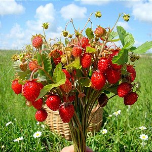 Morango Silvestre: 20 Sementes