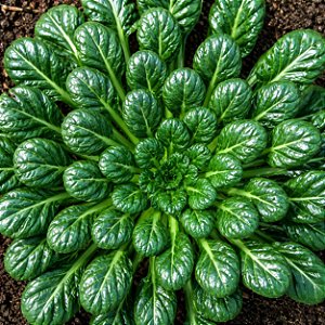 Mostarda Chinesa (Tatsoi): 50 Sementes