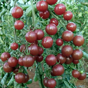 Tomate Black Cherry ORGÂNICO: 20 Sementes