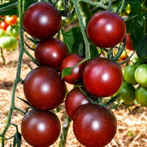Tomate Black Cherry: 10 Sementes