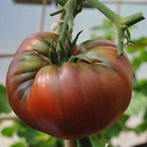 Tomate Black Krim: 20 Sementes