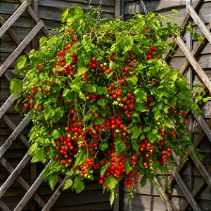 Tomate Cereja Samambaia - Lycopersicon lycopersicum - 20 Sementes