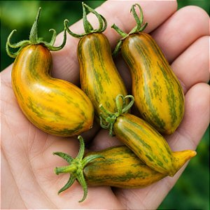 Tomate Green Sausage: 20 Sementes