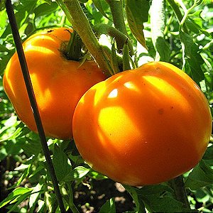 Tomate Jubileu: 20 Sementes