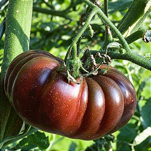 Tomate Purple Calabash: 20 Sementes