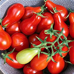Tomate Red Pear: 20 Sementes