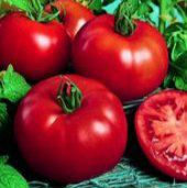 Tomate Siberiano: 20 Sementes