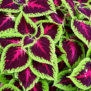 Arco Íris Flor Sortido (Coleus): 20 Sementes