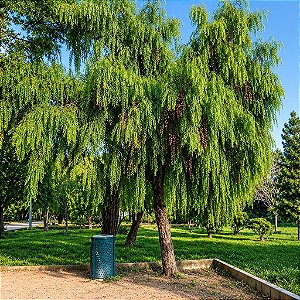 Aroeira Salsa (Schinus molle): 20 Sementes