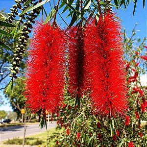 Calistemo - Callistemon viminalis: 100 Sementes