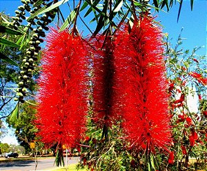 Calistemo - Callistemon viminalis: 100 Sementes