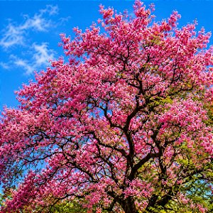 Cássia Rosea - Cassia grandis: 5 Sementes
