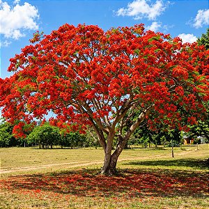 Flamboyant Vermelho - Delonix Regia - 5 Sementes