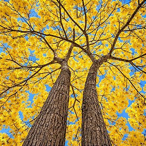 Ipê Amarelo (Handroanthus chrysotrichus): 10 Sementes