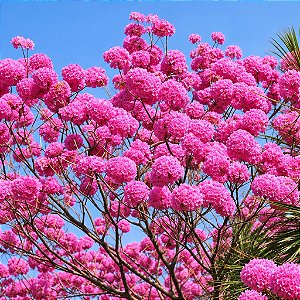Ipê Roxo (Handroanthus impetiginosus): 5 Sementes