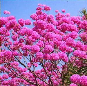 Ipê Roxo (Handroanthus impetiginosus): 5 Sementes