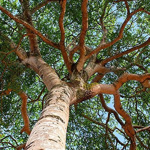 Jatobá (Hymenaea Courbaril): 2 Sementes
