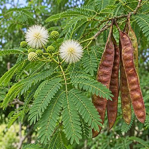 Leucena (Leucaena leucocephala): 10 Sementes