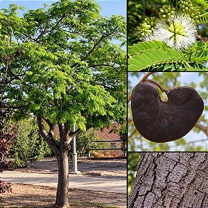 Orelha de Macaco (Enterolobium contortisiliquum): 5 Sementes