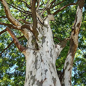 Pau Ferro (Caesalpinia ferrea): 5 Sementes