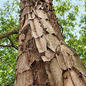 Pau jacaré (Piptadenia gonoacantha): 5 Sementes