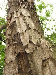 Pau jacaré (Piptadenia gonoacantha): 5 Sementes