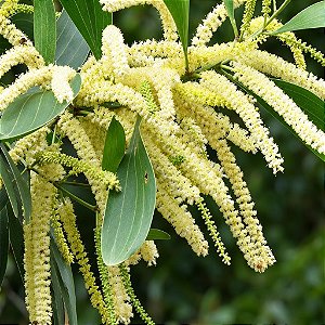 Acácia Australiana (Acácia Mangium): 20 Sementes