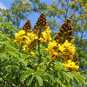 Sibipiruna (Casealpinia peltophoroides) – 5 Sementes