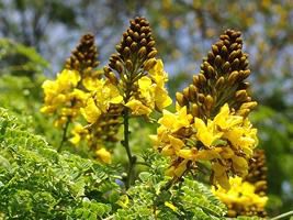 Sibipiruna (Casealpinia peltophoroides) – 5 Sementes