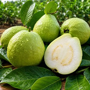 Goiaba Branca Psidium guajava: 10 Sementes
