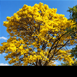 Ipê Amarelo do Cerrado - Tabebuia ochracea - 5 Sementes