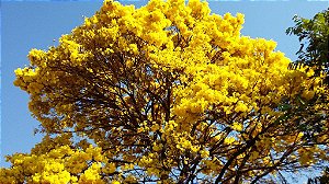 Ipê Amarelo do Cerrado - Tabebuia ochracea - 5 Sementes